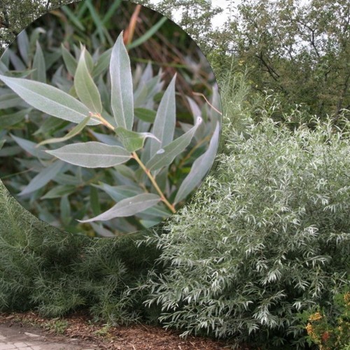 Salix alba 'Sericea' - Hõberemmelgas 'Sericea' C5/5L